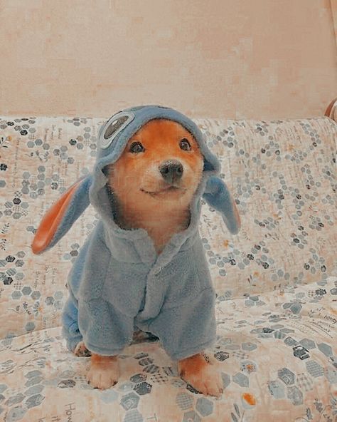 Stitch Dog Costume, Stitch Costume, Dog Toy Box, Dog Aesthetic, Cute Dog Clothes, Pet Halloween Costumes, Cute Little Puppies, Aesthetic Cute, Puppy Clothes