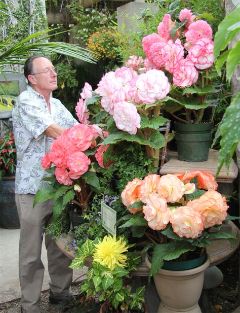 Flower Tuberous Begonia | The grower Pau Carlisle adjusting the display. Osiria Rose, Easy To Grow Houseplants, Tuberous Begonia, Orchid Planters, Herb Garden Kit, Home Garden Plants, Flower Care, Flower Names, Rare Flowers