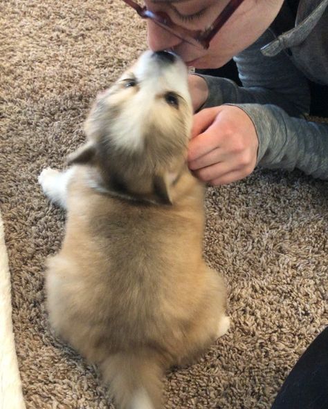 Precious Pomskies on Instagram: “This little one is now with her forever family. Missing these puppy kisses!” Pomsky Puppy, Pomsky Dog, Fluffy Things, Pomsky Puppies, Cute Puppy Breeds, Puppy Kisses, Cute Puppy Pictures, Airedale Terrier, Small Puppies