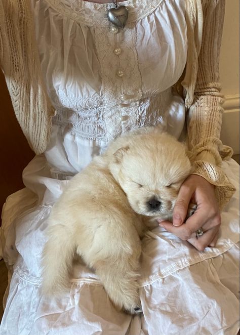 Dog Cottagecore, Coquette Puppy, Coquette Animals, Coquette Dog, Coquette Golden Retriever, White Cat Coquette, Coquette Kitten Aesthetic, Chow Chow Puppy, Cutest Babies