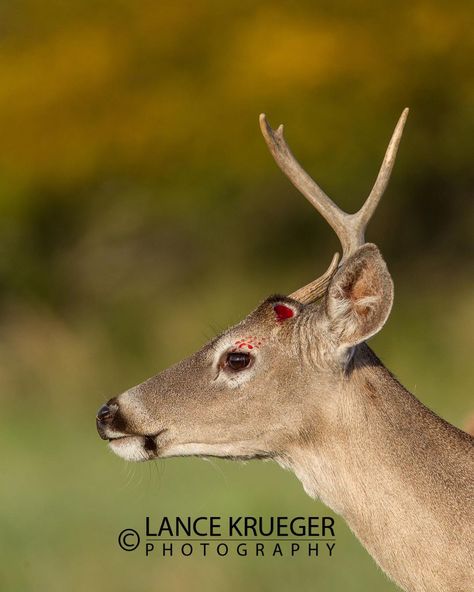 Lance Krueger Photography on Instagram: “I was photographing a big South Texas Whitetail Buck feeding in a meadow with some does and a small 2 1/2 year old buck, a couple of years…” Whitetail Bucks, South Texas, White Tail, Paddles, A Couple, Year Old, Deer, Hunting, Texas