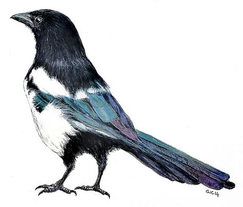 Eurasian Magpie (Back) (Watercolor) Magpie Skeleton, Magpie Watercolor, Watercolor Magpie, Magpie Illustration, Wellness Recovery Action Plan, Magpie Tattoo, Eurasian Magpie, Magpie Art, Crows Drawing