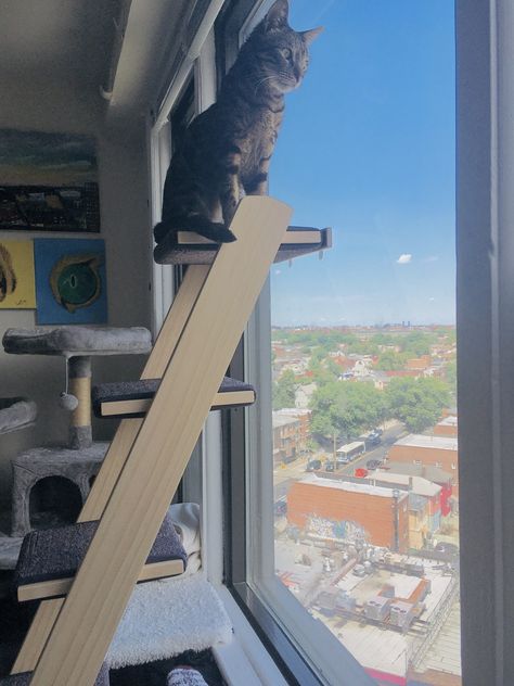 Small Apartment Cat, How To Introduce Cats, Healthy Cat Food, Cat Ladder, Window Perch, Cat Happy, Cat Essentials, Scared Cat, Cat Perch