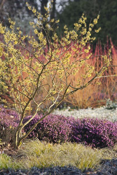 Flowering Tree, Witch Hazel Design a Winter Garden that Combines Toughness, Color & Texture Bressingham Gardens Norfolk, England Funny Vine, Meadow Garden, Winter Plants, Garden Shrubs, Garden Photography, Witch Hazel, Colorful Garden, Flowering Trees, Trees And Shrubs