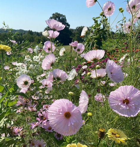 Cupcake Cosmos, Growing Poppies, Soccer Videos, Pink Cosmos, Cupcake Mix, Funny Soccer, Cosmos Flowers, Hummingbird Garden, Green Stuff