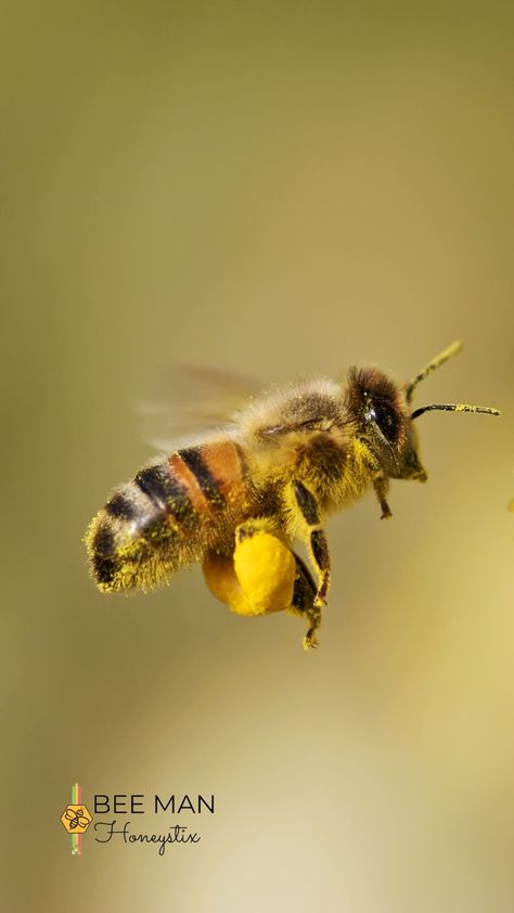 Bee Friendly Garden, Buzz Bee, Insect Photography, Amazing Animal Pictures, Bee Photo, Bumble Bees, Bee Friendly, Busy Bees, Bee Pollen