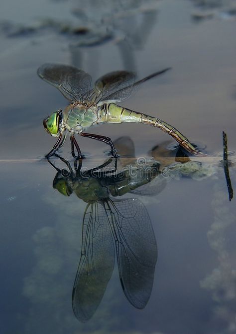 Dragonfly On Water, Wood Bowls Carving, Lotus Pond, Nature Art, Fish Pet, Royalty Free Stock Photos, Stock Images, Lake, Water