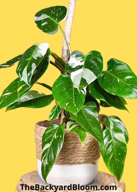 White Ice Princess Philodendron, White Princess Philodendron, Plant Greenhouse, Houseplant Collection, Wishlist Plants, Philodendron White Princess, Indoor Oasis, Dream Plants, Flowering Succulents