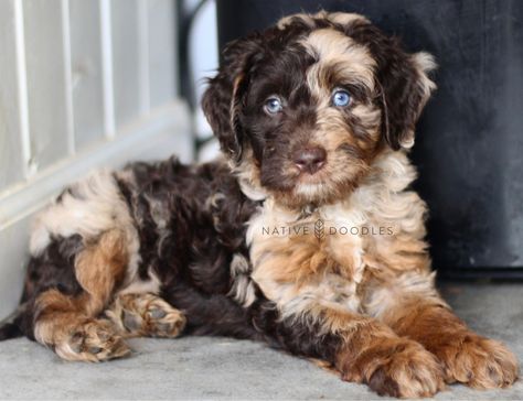 Mini Aussiedoodles, Aussie Doodle Puppy, Aussie Doodle, Mini Aussiedoodle, Lovers Tattoo, Labradoodle Dogs, Bernedoodle Puppy, Treats For Dogs, Doodle Puppy