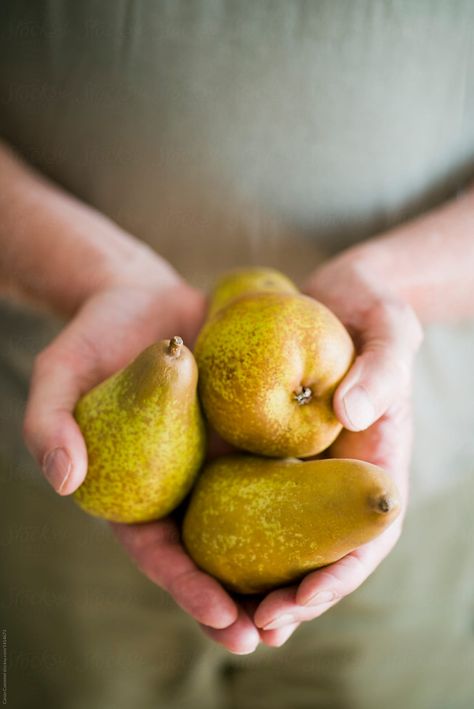 man holding three pears in his hands in front of his body Pear Orchard, Ripe Pears, Food Photography Inspiration, Fruit Photography, Pear Trees, Hands Holding, Stock Photography Free, Pumpkin Orange, Color Textures