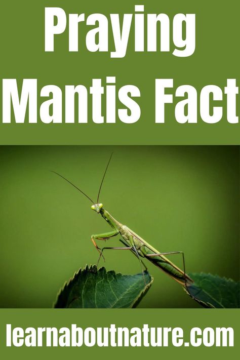 Praying Mantis Fact Praying Mantis Life Cycle, Praying Mantis, About Nature, Life Cycle, Hummingbirds, Life Cycles, Infamous, Habitat, Anatomy