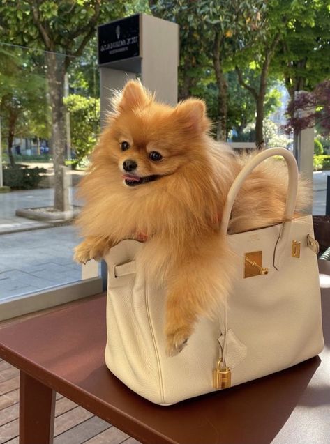 Rich Dog, Birkin Mom, Pom Mom, Dog Mommy, Dog Photoshoot, Super Rich Kids, Pomeranian Puppy, Little Puppies