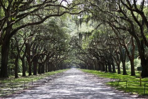 The Best Restaurants And Eats In Historic Savannah, Georgia House Driveway, Places Pictures, Historic Savannah, Visit Savannah, Wedding House, The Last Song, Ghost Tour, Dream Places, Oak Trees