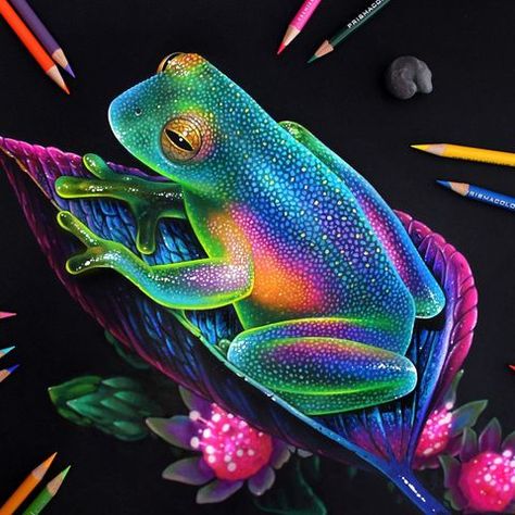 Morgan Davidson (@morgandavidson) • Instagram photos and videos Morgan Davidson, Prismacolor Drawing, Colored Pencil Art Projects, Pencil Inspiration, Prismacolor Art, Pencil Drawings Of Animals, Black Paper Drawing, Glass Frog, Colored Pencil Artwork