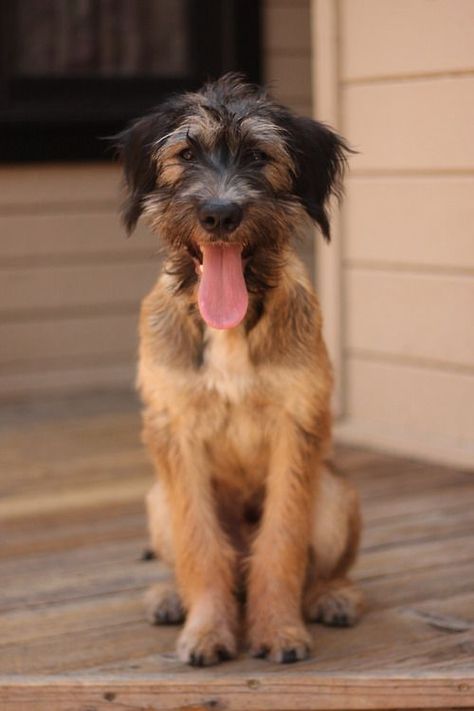 Mutts are just awesome. There are plenty of advantages to having a mixed-breed dog. Here are a few reasons our non-purebred buddies are so great. National Mutt Day, Russian Terrier, Scruffy Dogs, Mutt Dog, Black Russian Terrier, Black Russian, Food Dog, Mixed Breed Dogs, Belgian Malinois