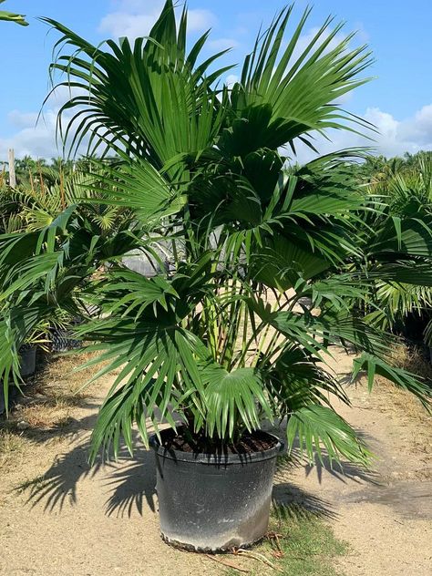 Livistona Chinensis, Chinese Fan Palm, Plants Tips, Lawn Irrigation, Plant Installation, Bluestone Patio, Chinese Fan, Fan Palm, Single Tree