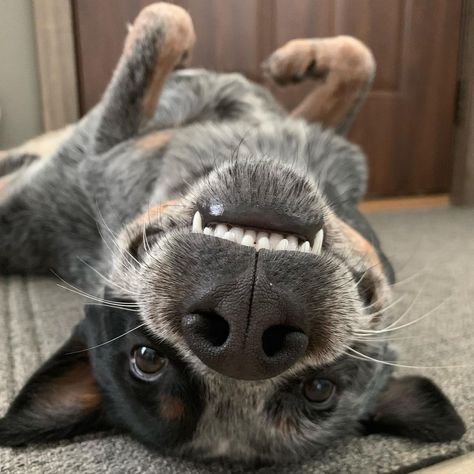 Blue Heeler Funny, Cattle Dog Aesthetic, Blue Heeler Aesthetic, Blue Heeler Memes, Blue Heeler Puppy, Aussie Cattle Dog, Heeler Dogs, Austrailian Cattle Dog, Cattle Dogs Rule