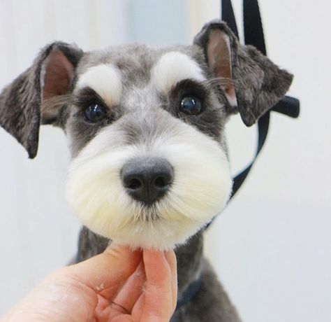 #minischnauzer #schnauzer #fluffy #cutedogs Dog Haircuts Schnauzer, Schnauzer Grooming Styles, Schnauzer Face Grooming, Mini Schnoodle, Schnauzer Cut, Chocolate Mini Schnauzer, Brown And White Schnauzer, Schnauzer Breed, Schnauzer Grooming