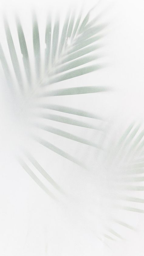 Palm Tree Shadow, Tree Shadow, Green Palm Leaves, Off White Background, White Background Wallpaper, Leaf Images, Blur Photo, White Background Photo, Best Background Images