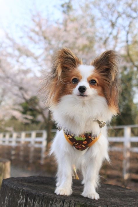 Papillon Dog Puppy, Papillon Dogs, Papillon Puppy, Papillon Dog, Loyal Dogs, Really Cute Dogs, Animal Companions, Happy Animals