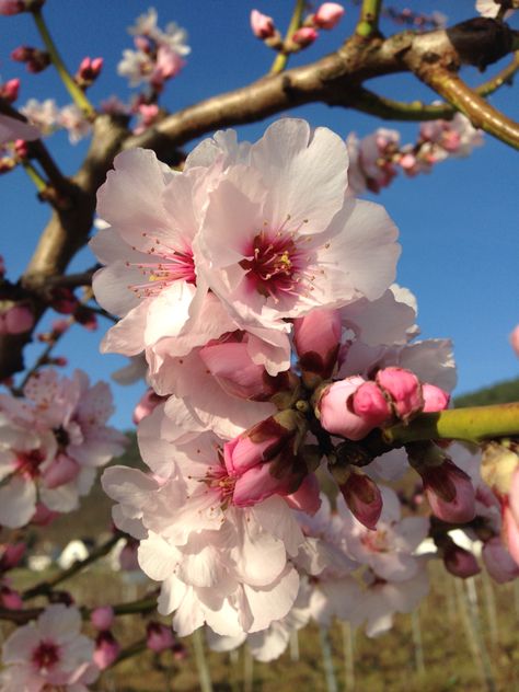 Almond Flower, Apricot Blossom, Cherry Blossom Flower, Spring Blossoms, Cherry Blossom Flowers, Wall Papers, Oil Painting Flowers, Beauty Pictures, Spring Blossom