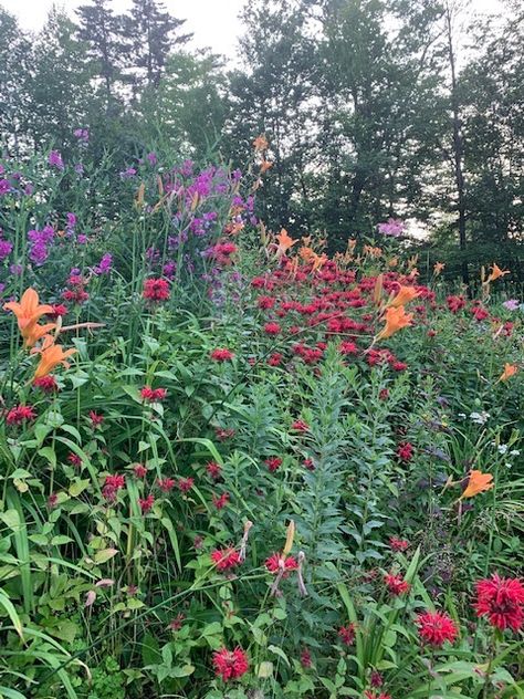 Vermont Gardening, Vermont Flowers, Vermont Living, Vermont Native Plants, Vermont Garden, Vermont Landscape Paintings, Sugarbush Farm Vermont, Fine Gardening Magazine, Zinnia Elegans