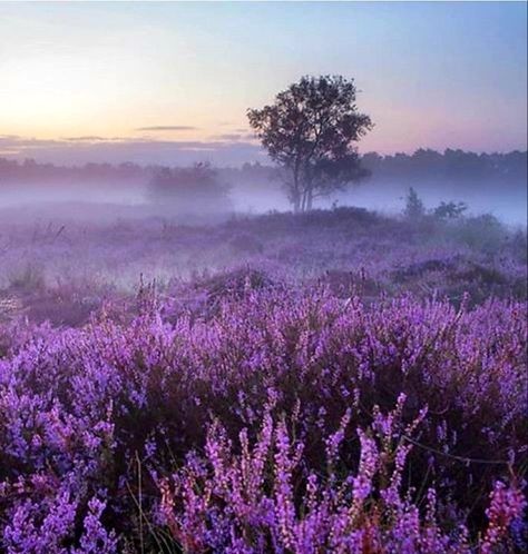 Windclan Aesthetic, Spring Landscape Photography, Purple Landscape, Lavender Aesthetic, Misty Forest, Lavender Fields, Amazing Art Painting, Nature Aesthetic, Flower Images