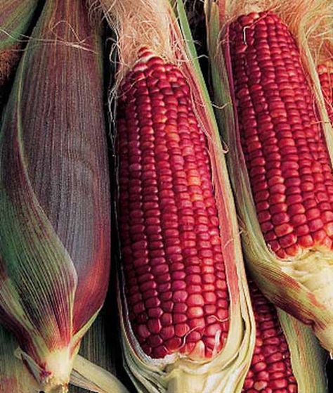 Are you looking for the best cultivars of sweet corn to grow this year in your garden? Look no further! We’ve created a handy guide with our favorite varieties of sweet corn for you to grow in your veggie patch. Whether you are looking for that classic golden color, a super sweet white variety, or something unusual like ears filled with ruby red kernels, we’ve identified some of the best hybrid and heirloom corn to grow and fill your freezer come harvest time. #corn #vegetables #gardenerspath Corn Seed, Indian Corn, Exotic Fruit, Maize, Sweet Corn, Burpees, Fruit And Veg, Edible Garden, Red And Yellow