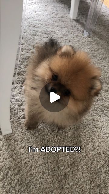 Plume💗 on Instagram: "My whole life was a lie😢 • • • #pomeranian #pomeranianvideos #puppy #dog #cute #kawaii #spitz #шпиц #шпицы #funnyvideos #funny #baby #pomeranianpuppy" Cute Pomeranian Puppies, Baby Pomeranian, Spitz Pomeranian, Cute Pomeranian, Pomeranian Dog, Pomeranian Puppy, January 4, Dog Cute, My Whole Life