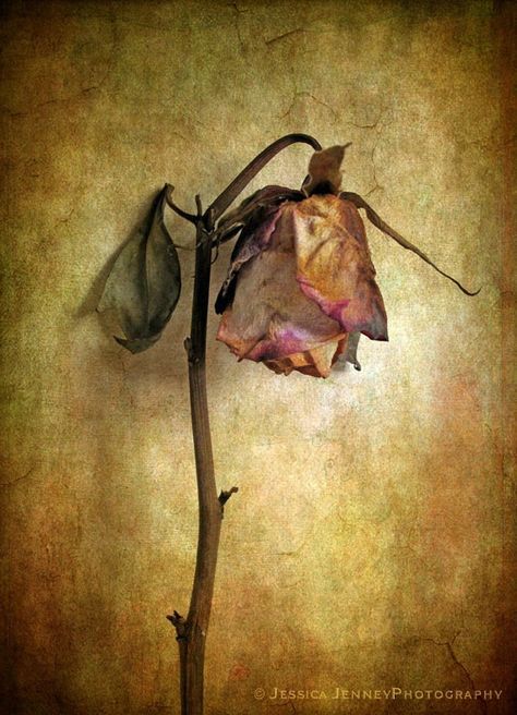 Wabi Sabi Art Painting, Photography Ideas At Home, Pet Adoption Center, Growth And Decay, Drying Roses, Plant Painting, Gcse Art, A Level Art, Still Life Art