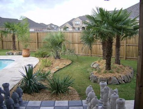 Windmill Palm Palm Tree Landscaping, Pool Area Landscaping, Windmill Palm, Palm Trees Garden, Landscaping Water Feature, Tree Landscaping, Landscaping Around Pool, Palm Trees Landscaping, Small Palm Trees