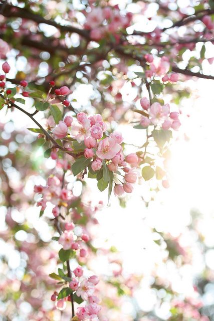 Pretty Flowers Pictures, Crab Apple, Pink Blossom, Spring Blossom, Spring Has Sprung, Apple Blossom, Apple Tree, Beautiful Mind, Flowers Nature