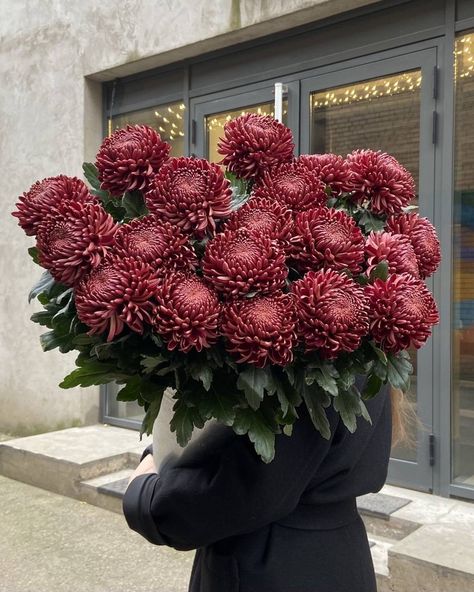 Every Other Thursday, Red Chrysanthemum, Chrysanthemum Bouquet, Autumn Florals, Boquette Flowers, Fall Florals, Nothing But Flowers, Burgundy Flowers, Flower Therapy