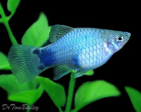 Blue Mickey Mouse Platy Platy Fish, Blue Mickey Mouse, Tropical Fish Aquarium, Tropical Freshwater Fish, Fish Breeding, Tropical Aquarium, Baby Fish, Freshwater Aquarium Fish, Cool Fish