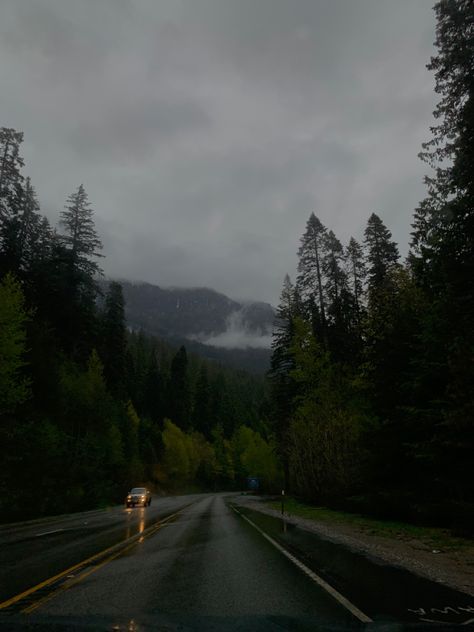 Finny Smith, Pnw Aesthetic, Trust Fall, Cozy Rainy Day, Dark Naturalism, Dark Forest Aesthetic, Rainy Day Aesthetic, Dark Nature Aesthetic, Gloomy Day