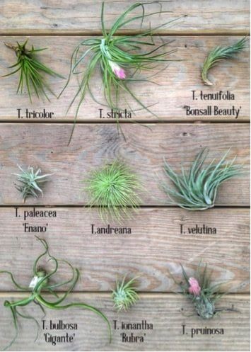 Types Of Air Plants, Air Plants Diy, Air Plant Garden, Air Plants Decor, Air Plants Care, Air Plant Display, Plants Care, Tillandsia Air Plant, Air Plant Terrarium