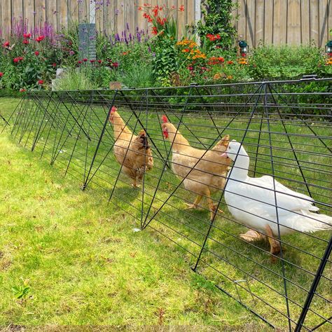 Simple Chicken Coop, Chicken Tunnel, Chicken Coop Designs Diy, Herbs For Chickens, Chicken Tunnels, Duck Rabbit, Backyard Renovation, Portable Chicken Coop, Urban Chickens