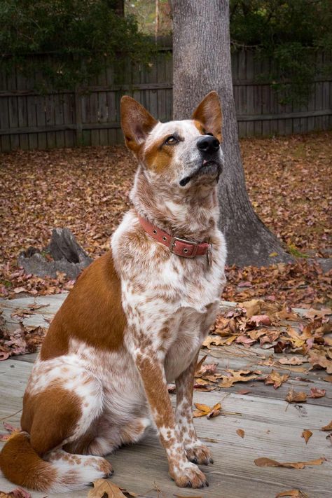 Red Cattle Dog Puppies, Puppy Aussie, Red Cattle Dog, Texas Heeler, Red Australian Cattle Dog, Red Heeler Dog, Queensland Heeler, Puppies With Blue Eyes, Red Heeler Mix Dogs