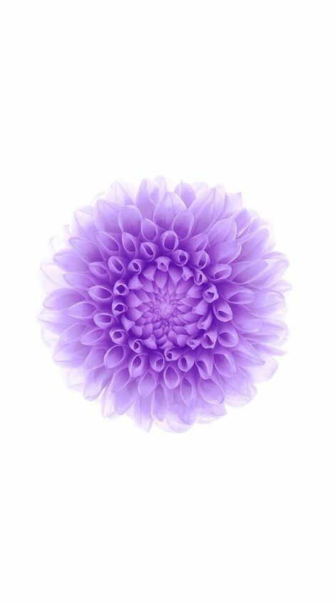 Earth Wallpaper Full Hd, Earth Wallpaper, Apple Wallpapers, Hd Flowers, Wallpaper Full Hd, Ios 8, New Ios, Purple Flower, Remember This