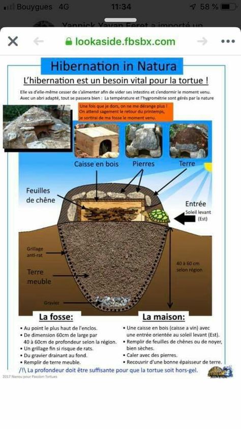 Tortoise Terrarium, Sustainable Homestead, Tortoise House, Tortoise Habitat, Box Turtle, Tortoise Turtle, Home Landscaping, Pool House, Habitat