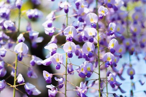 Heavenly scented, award-winning Wisteria 'Burford' (Japanese Wisteria) is a deciduous climber with a long season of interest. In late spring or early summer, it produces masses of very long, drooping clusters, up to 16 in. long (40 cm), with fragrant, pea-like flowers, that are a combination of pale lilac-blue and deep purple with a yellow spot in the throat. They bloom in succession from the base and produce a dramatic floral display. The flowers are followed by attractive, bean-like pods, whic American Wisteria, Japanese Wisteria, Chinese Wisteria, Lily Turf, Wisteria Plant, Climber Plants, Clematis Montana, Floral Fabrics, Pale Lilac