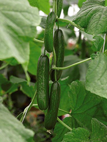 Cucumbers In Pots, Male Flowers, Growing Cucumbers, Natural Fertilizer, Plant Nutrients, Powdery Mildew, Grow Bags, Organic Seeds, Plant Food