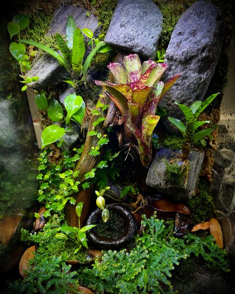 A 12 x 12 x 18 Exo-Terra vivarium build for a client. Frog Vivarium, Dart Frog Vivarium, Exo Terra, Reptile Room, Dart Frog, Vivarium, Dart, Reptiles, Terrarium