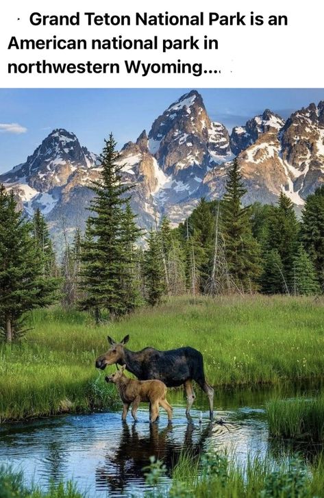 Wyoming Nature, Wyoming Travel, Amazing Animal Pictures, Amazing Travel Destinations, Beautiful Places In The World, Most Beautiful Places, Wyoming, Beautiful Landscapes, Moose