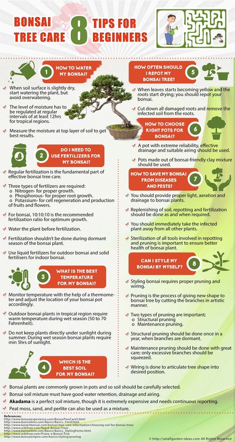 Ficus Ginseng Bonsai, Bonsai For Beginners, Ficus Bonsai Tree, Bonsai Diy, Jade Bonsai, Bonsai Care, Bonsai Tree Types, Bonsai Tree Care, Bonsai Techniques