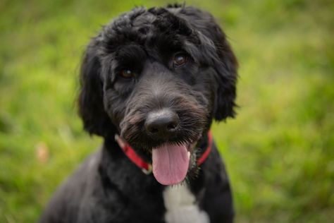 20 hypoallergenic dog breeds that won’t shed all over your house | CNN No Shed Dog Breeds, Best Family Dog, Best Family Dogs, Best Family Dog Breeds, Best Dogs For Kids, Family Dogs Breeds, Hypoallergenic Dog Breed, Best Dogs For Families, Hypoallergenic Dogs