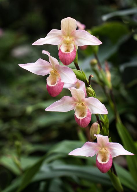 Paphiopedilum Orchid, Lady Slipper Flower, Slipper Orchid, Lady Slipper Orchid, Lady Slipper, Exotic Orchids, The Orchid, Orchid Plants, Beautiful Orchids