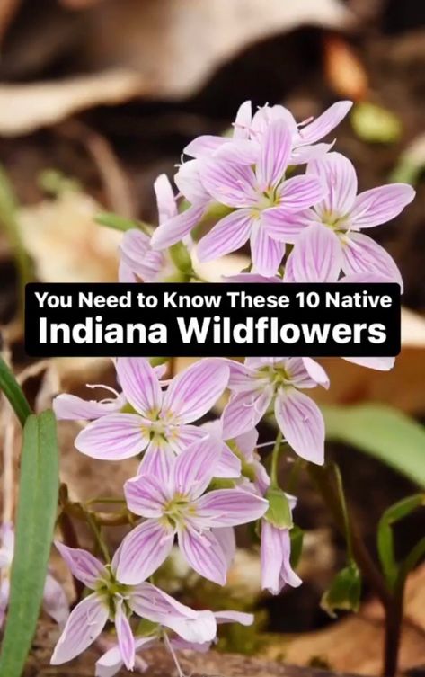 Native Indiana Perennials, Indiana Native Garden, Indiana Native Plants, Indiana Flowers, Native Midwest Flowers, Montana Native Plants, Woodland Wildflowers, Indiana State Flower, Indiana Wildflowers