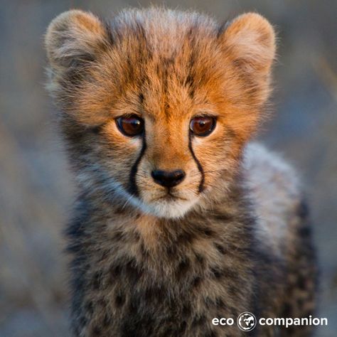 Cheetah cubs are born with extra fur called a mantle to assist with camouflage. Sadly these adorable animals have a very high mortality rate. Much research is dedicated to discovering ways to improve their mortality rate. Cheetah Pictures, Cheetah Cub, Cheetah Wallpaper, Baby Cheetah, Cheetah Cubs, Baby Cheetahs, Big Ears, Animale Rare, Cheetahs