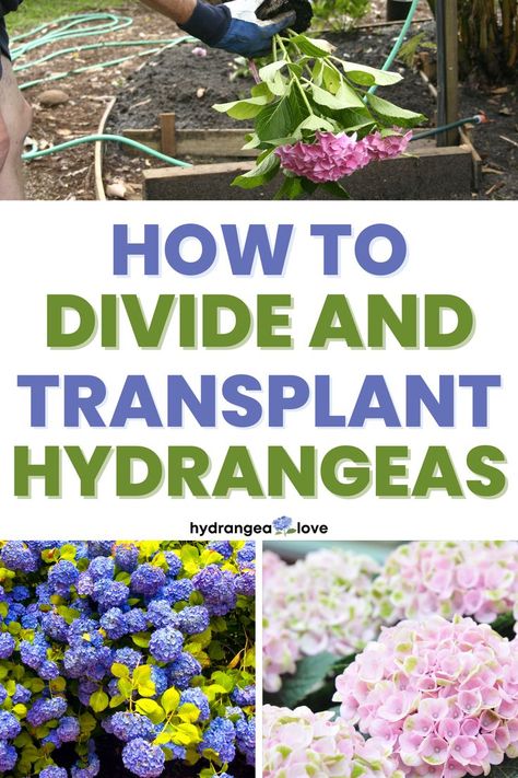 Learn how to divide hydrangeas or how to transplant hydrangeas so that you can multiply your bounty of big, beautiful blooms! How To Transplant Hydrangeas, Splitting Hydrangeas, When To Transplant Hydrangeas, Hydrangeas Landscaping, Transplanting Hydrangeas, Gardening Therapy, Hydrangea Plant, Pruning Hydrangeas, Curb Appeal Landscape